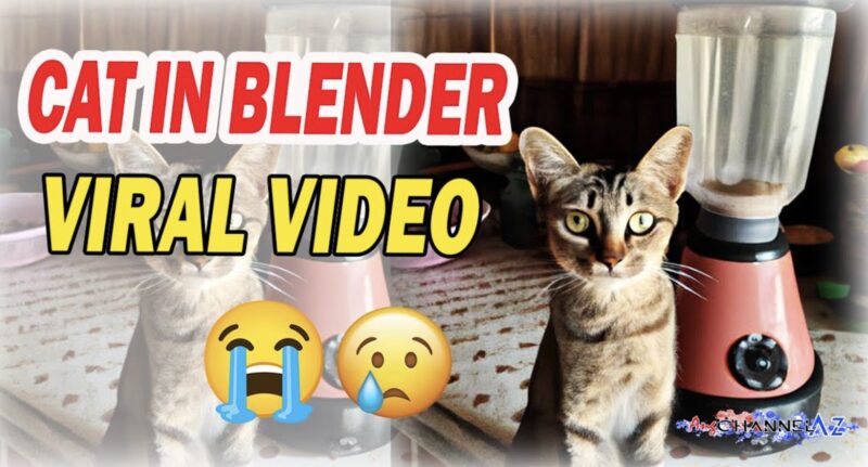 Cat In Blender Gore Type Videos On Twitter